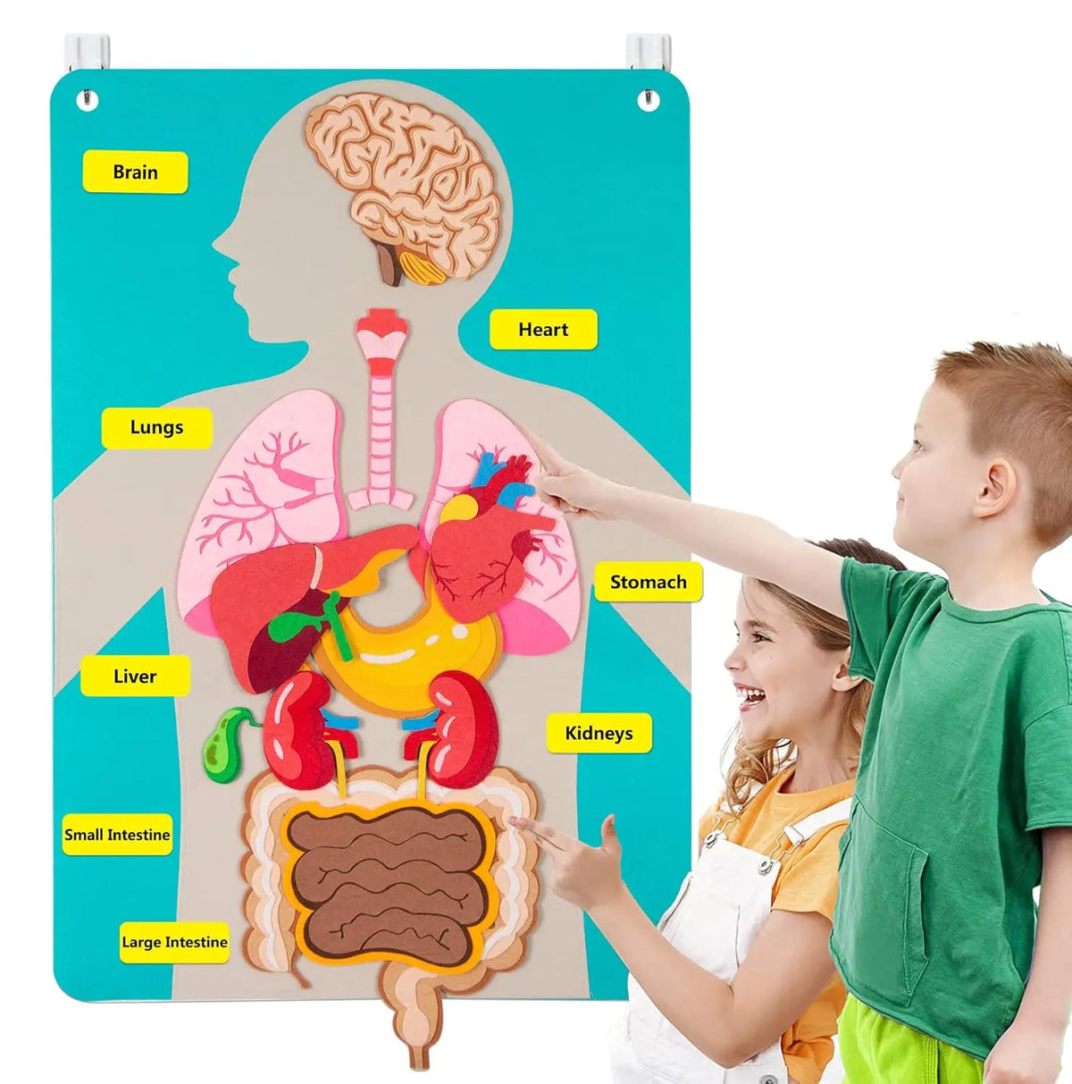 Montessori Human Body Parts Felt Board Learning Stories for Kids