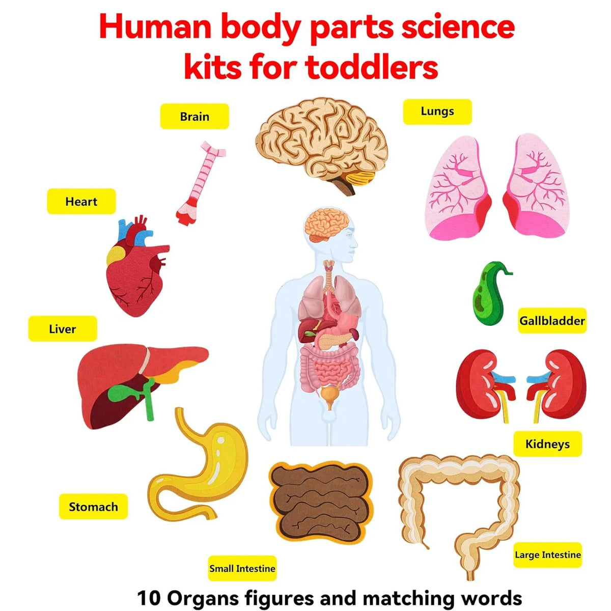 Montessori Human Body Parts Felt Board Learning Stories for Kids