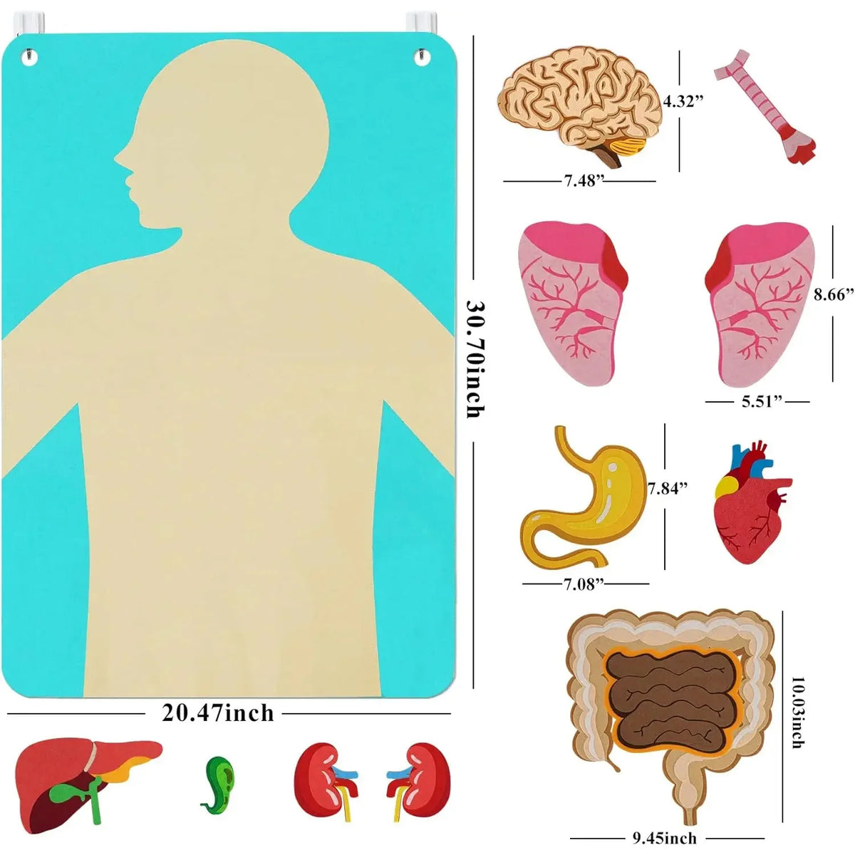 Montessori Human Body Parts Felt Board Learning Stories for Kids