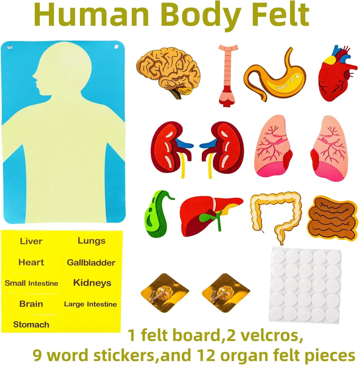 Montessori Human Body Parts Felt Board Learning Stories for Kids